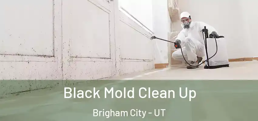  Black Mold Clean Up Brigham City - UT