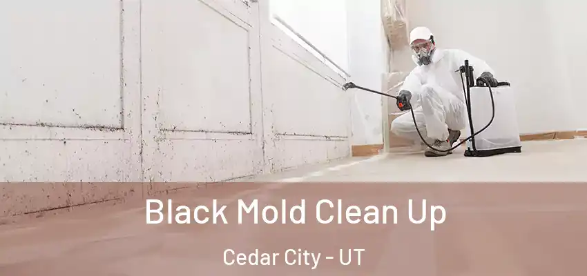  Black Mold Clean Up Cedar City - UT