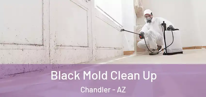  Black Mold Clean Up Chandler - AZ
