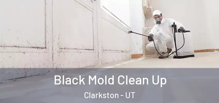  Black Mold Clean Up Clarkston - UT