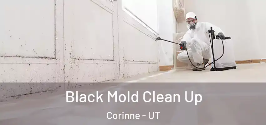  Black Mold Clean Up Corinne - UT