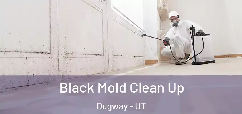  Black Mold Clean Up Dugway - UT