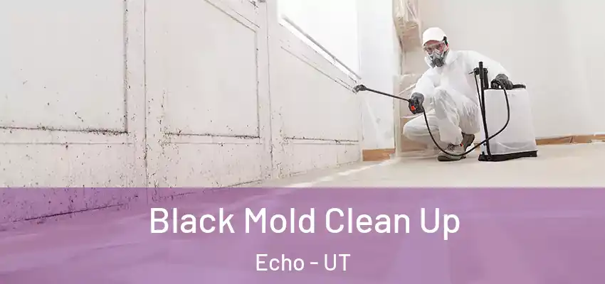  Black Mold Clean Up Echo - UT