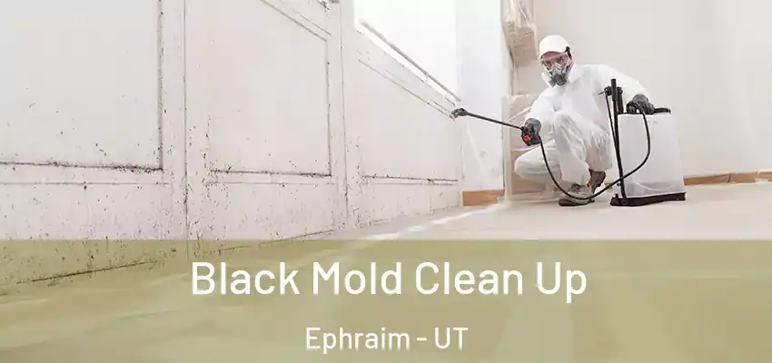  Black Mold Clean Up Ephraim - UT