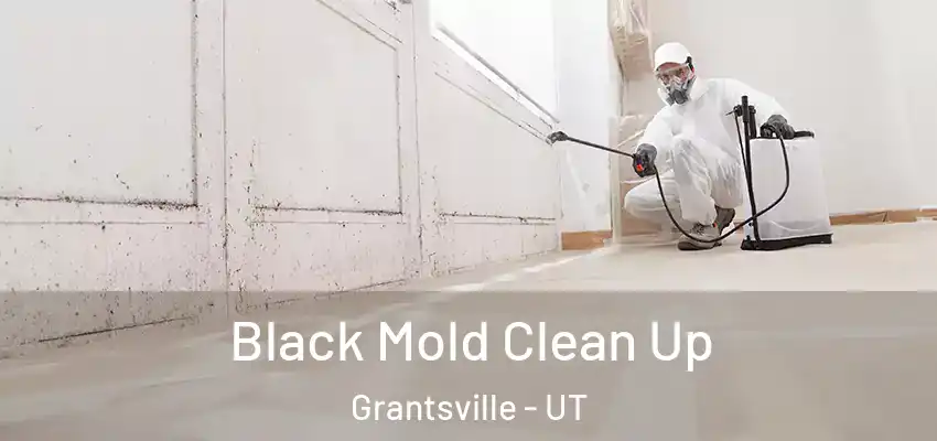  Black Mold Clean Up Grantsville - UT