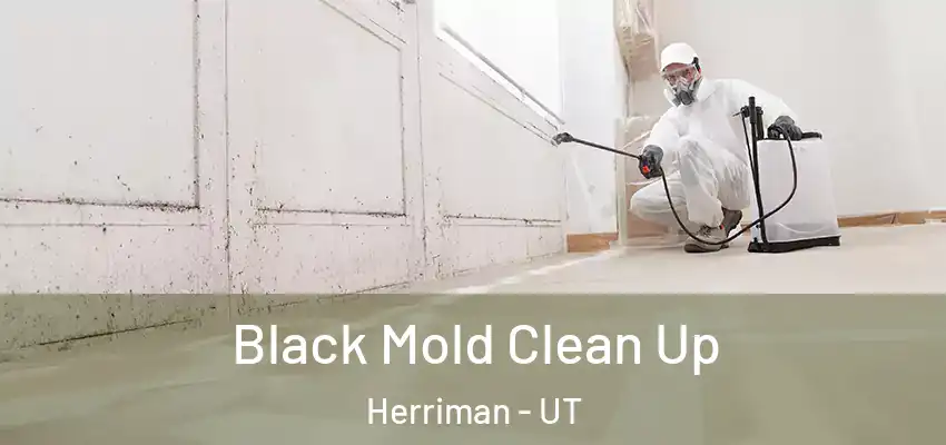  Black Mold Clean Up Herriman - UT
