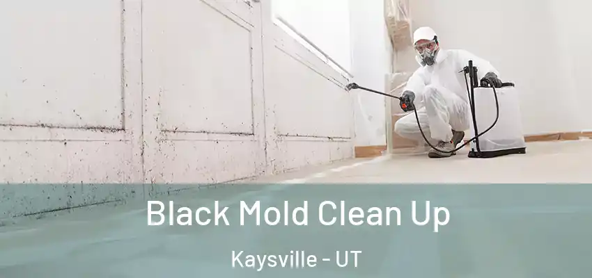  Black Mold Clean Up Kaysville - UT