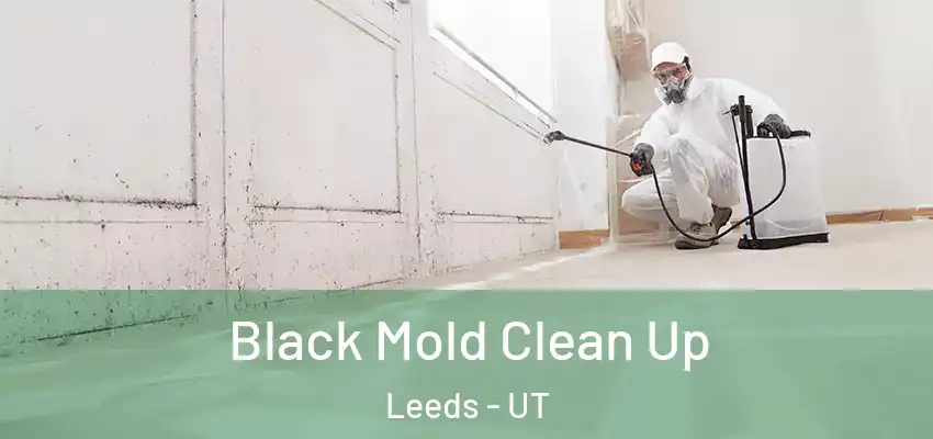  Black Mold Clean Up Leeds - UT