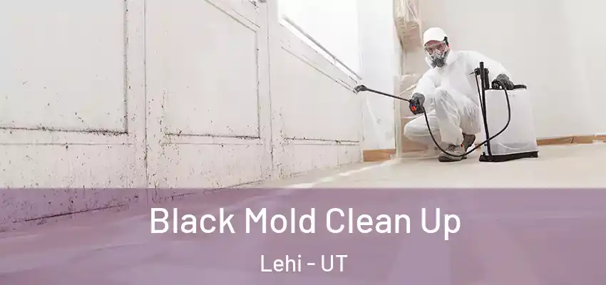 Black Mold Clean Up Lehi - UT