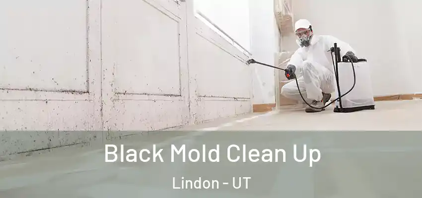 Black Mold Clean Up Lindon - UT