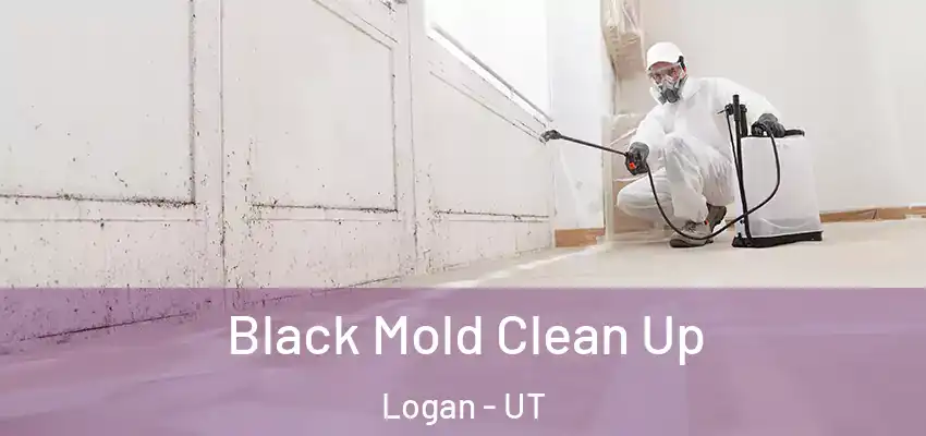  Black Mold Clean Up Logan - UT