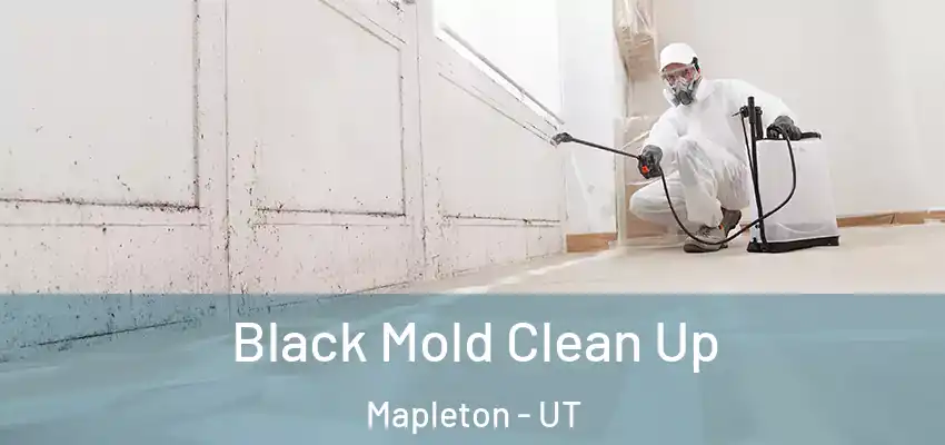 Black Mold Clean Up Mapleton - UT