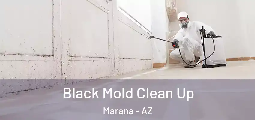  Black Mold Clean Up Marana - AZ