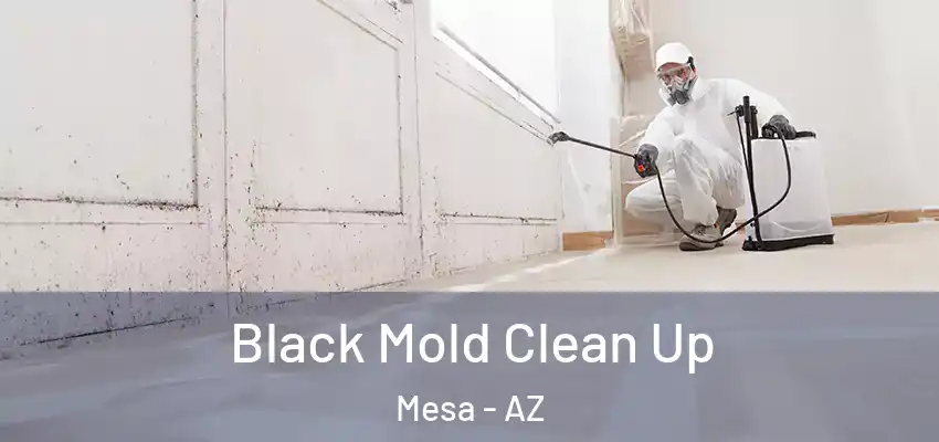  Black Mold Clean Up Mesa - AZ