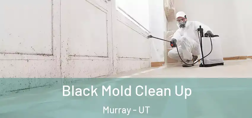  Black Mold Clean Up Murray - UT