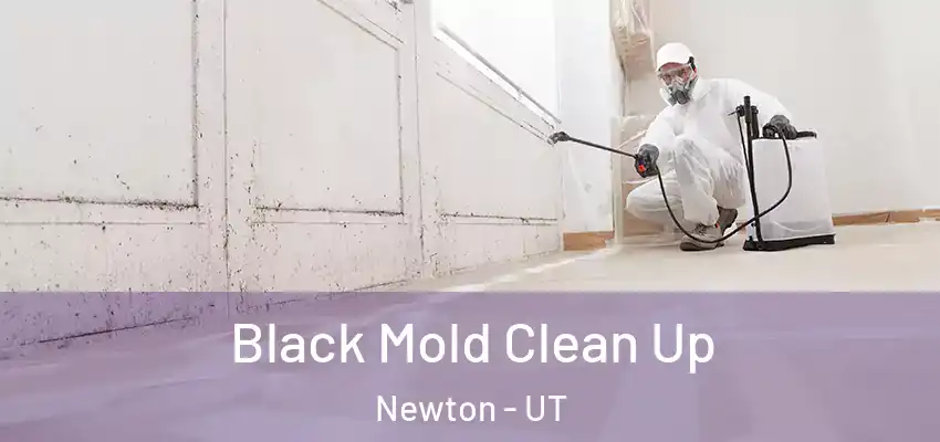  Black Mold Clean Up Newton - UT