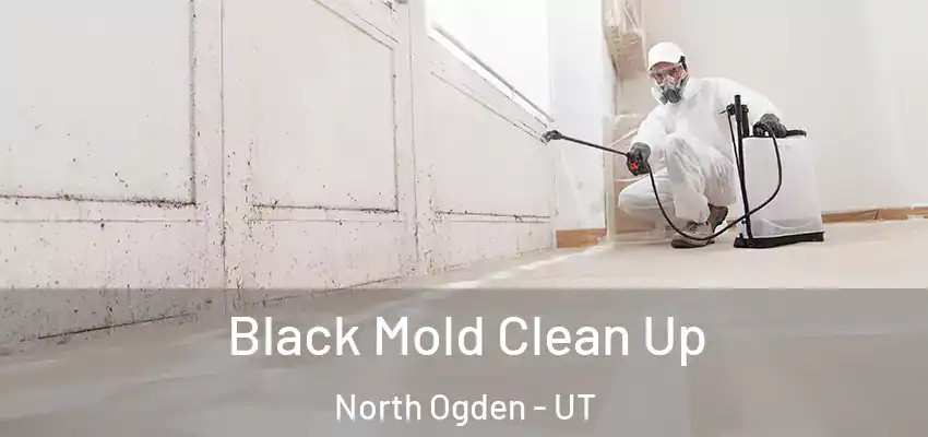  Black Mold Clean Up North Ogden - UT
