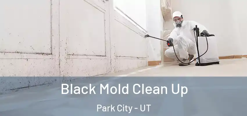  Black Mold Clean Up Park City - UT