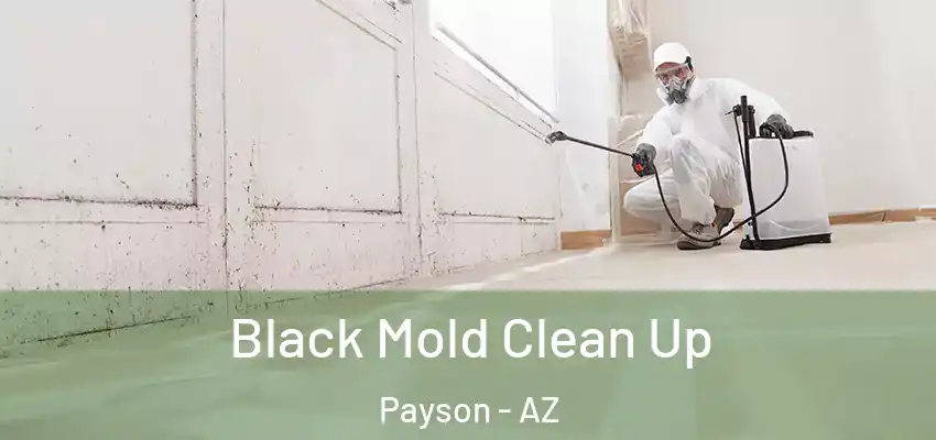  Black Mold Clean Up Payson - AZ