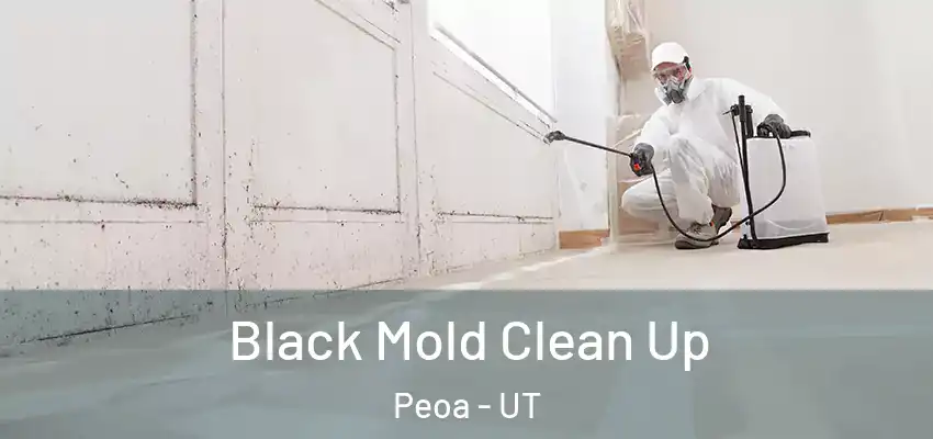  Black Mold Clean Up Peoa - UT