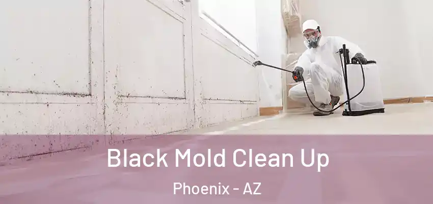  Black Mold Clean Up Phoenix - AZ
