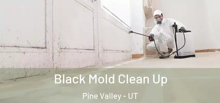 Black Mold Clean Up Pine Valley - UT