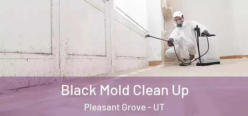  Black Mold Clean Up Pleasant Grove - UT