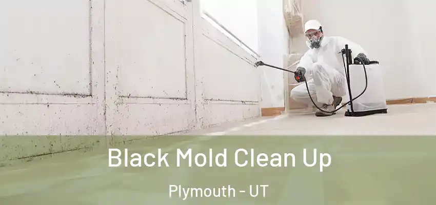 Black Mold Clean Up Plymouth - UT