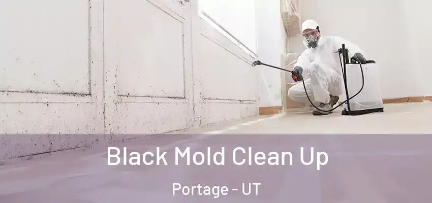  Black Mold Clean Up Portage - UT