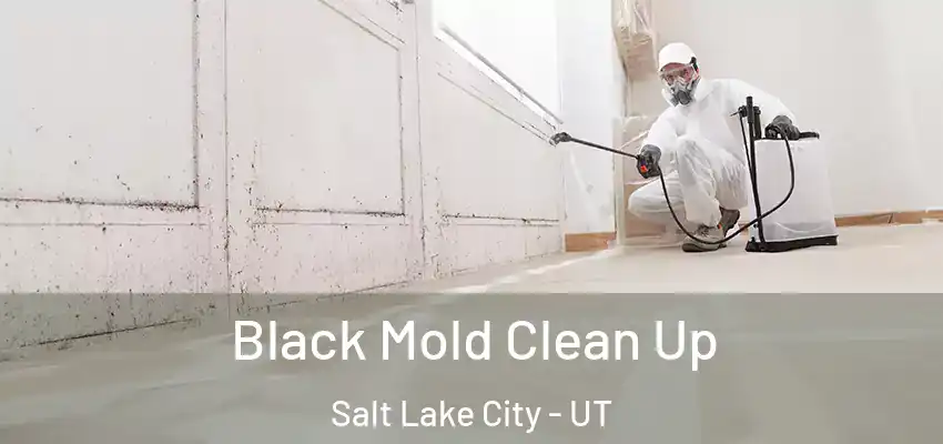  Black Mold Clean Up Salt Lake City - UT