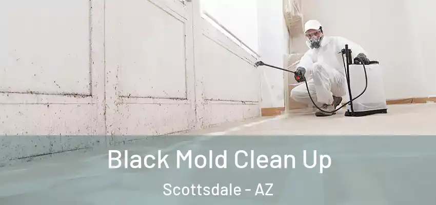 Black Mold Clean Up Scottsdale - AZ