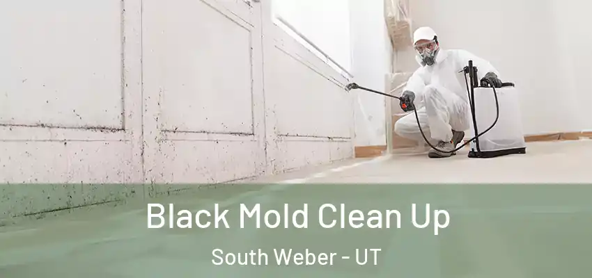  Black Mold Clean Up South Weber - UT