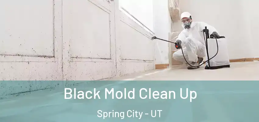 Black Mold Clean Up Spring City - UT
