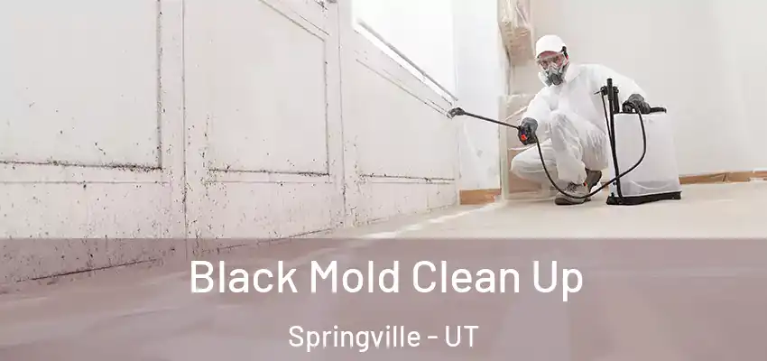 Black Mold Clean Up Springville - UT