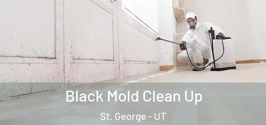  Black Mold Clean Up St. George - UT