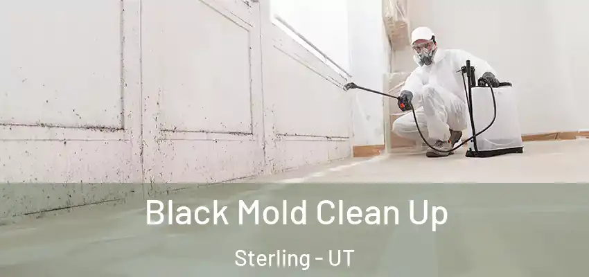 Black Mold Clean Up Sterling - UT