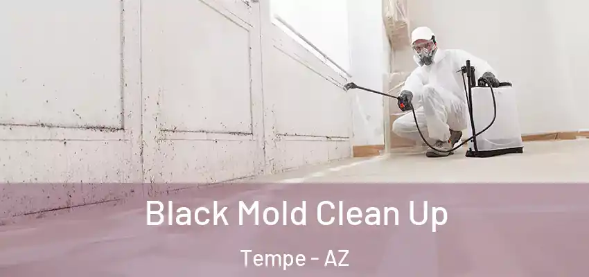  Black Mold Clean Up Tempe - AZ