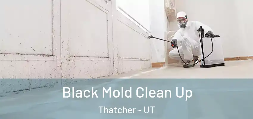  Black Mold Clean Up Thatcher - UT