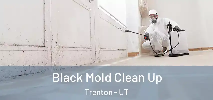  Black Mold Clean Up Trenton - UT