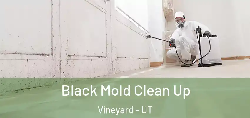  Black Mold Clean Up Vineyard - UT