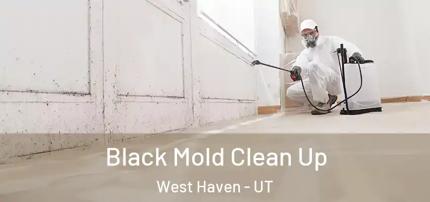  Black Mold Clean Up West Haven - UT