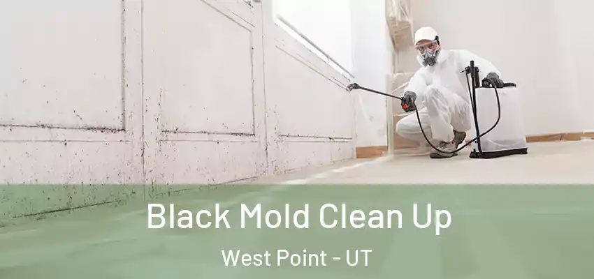  Black Mold Clean Up West Point - UT
