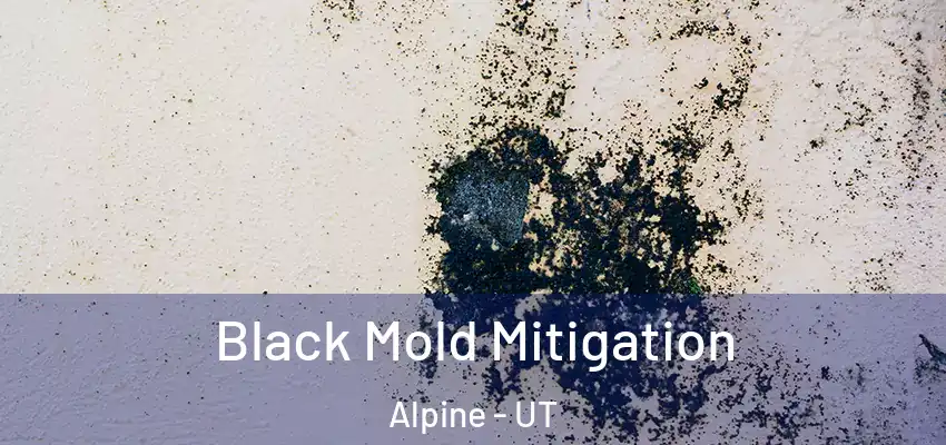  Black Mold Mitigation Alpine - UT