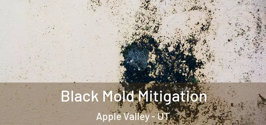  Black Mold Mitigation Apple Valley - UT