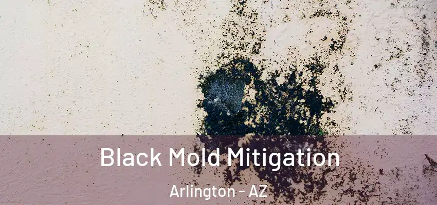  Black Mold Mitigation Arlington - AZ