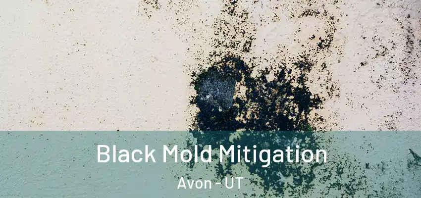  Black Mold Mitigation Avon - UT