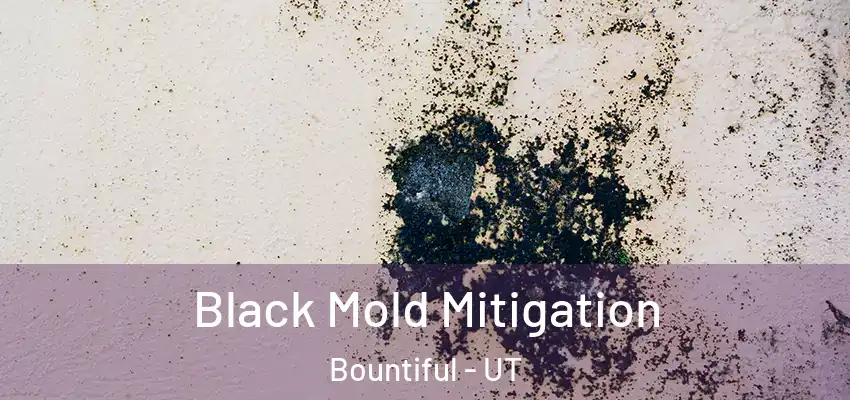  Black Mold Mitigation Bountiful - UT