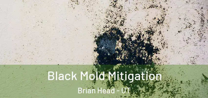  Black Mold Mitigation Brian Head - UT