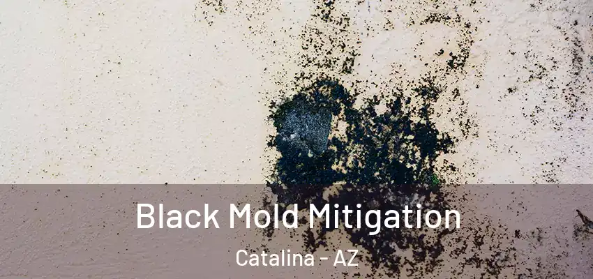  Black Mold Mitigation Catalina - AZ
