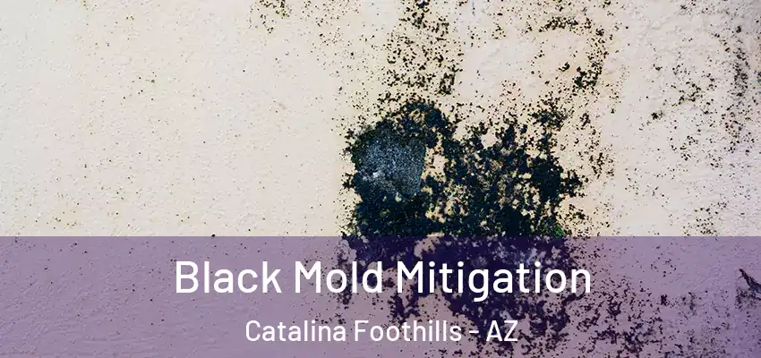  Black Mold Mitigation Catalina Foothills - AZ